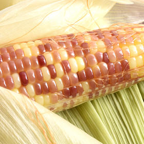 阅农 I 云南西双版纳糯香小玉米4斤装包邮（无公害认证，软糯香甜，晶莹剔透）