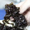 【爱家甄选】福建漳州地标特产鲜紫菜 精选头茬嫩芽 鲜活紫菜 营养价值高 1.2斤/份 商品缩略图2