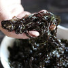 【爱家甄选】福建漳州地标特产鲜紫菜 精选头茬嫩芽 鲜活紫菜 营养价值高 1.2斤/份 商品缩略图0
