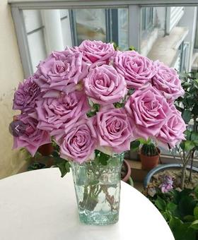 紫皇后玫瑰