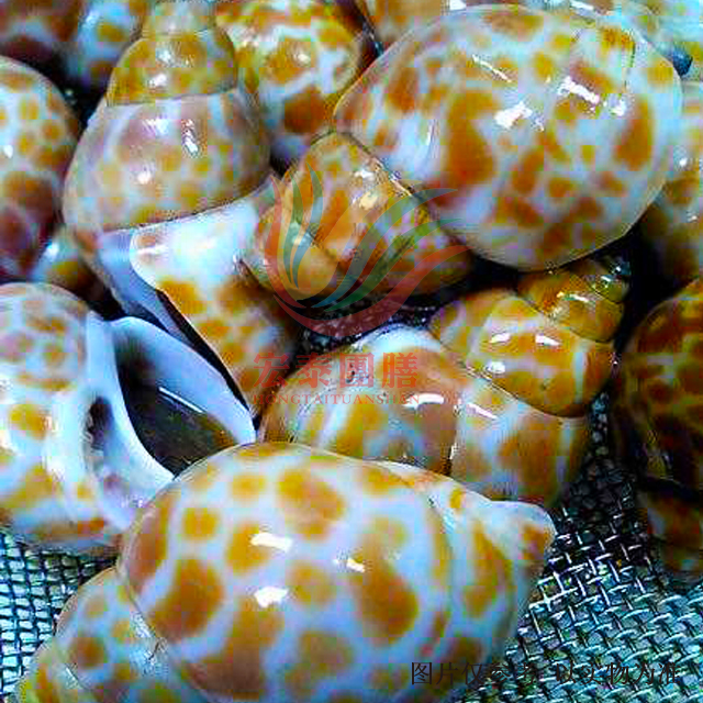 大花螺(98.00/斤)