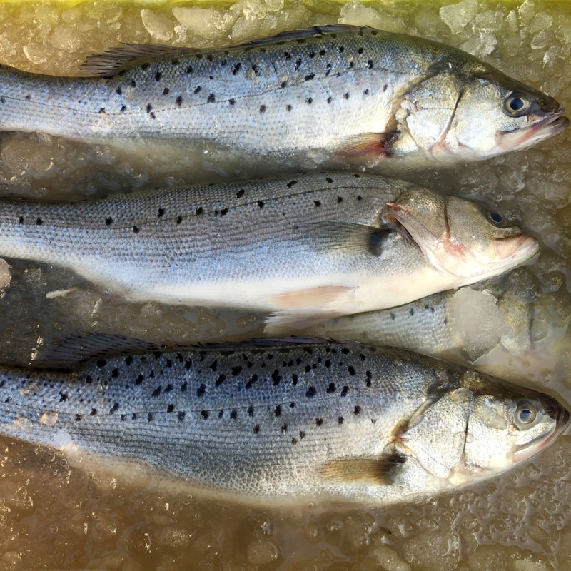 海鲈鱼野生鱼新鲜鱼鲜活野生小海鱼新鲜海鲜鱼鲈鱼500g深海花鲈鱼