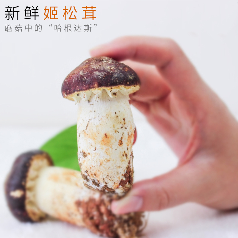 yn【人工菌】云南山珍新鲜"姬松茸/巴西蘑菇"顺丰空运