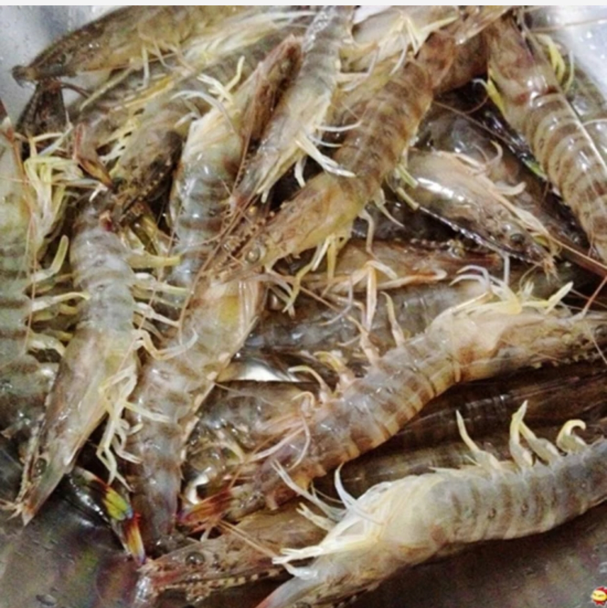 基围虾(鲜活) 约500g/份