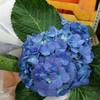 复古迷你绣球混装一件，一件10枝，花头12-13公分，枝条40公分！混装颜色随机 商品缩略图0