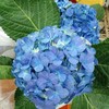 复古迷你绣球混装一件，一件10枝，花头12-13公分，枝条40公分！混装颜色随机 商品缩略图2