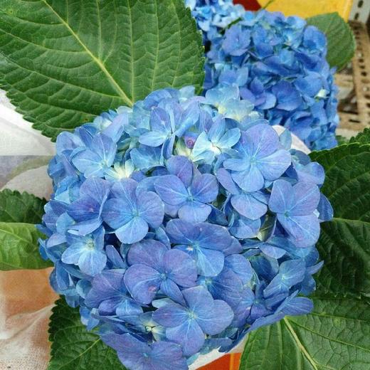 复古迷你绣球混装一件，一件10枝，花头12-13公分，枝条40公分！混装颜色随机 商品图2