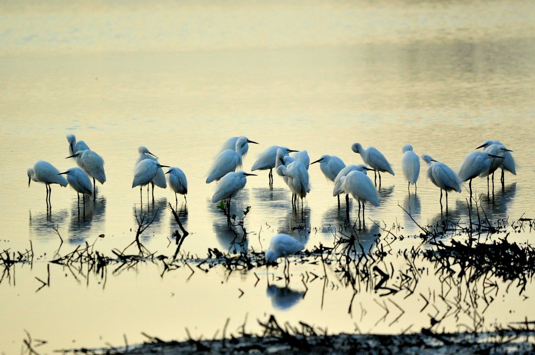 12月15日 | 童禧·探寻四分之三香港-米埔自然保护区