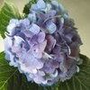 复古迷你绣球混装一件，一件10枝，花头12-13公分，枝条40公分！混装颜色随机 商品缩略图8