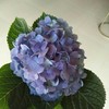 复古迷你绣球混装一件，一件10枝，花头12-13公分，枝条40公分！混装颜色随机 商品缩略图9