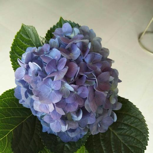 复古迷你绣球混装一件，一件10枝，花头12-13公分，枝条40公分！混装颜色随机 商品图9