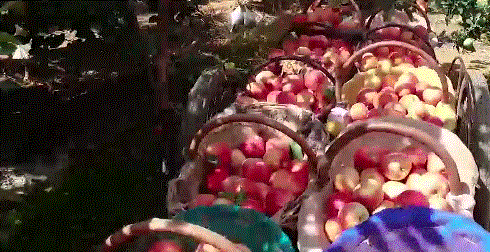 食当季 阿克苏冰糖心苹果(阿克苏原产地直发 物流较慢