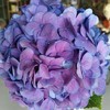 复古迷你绣球混装一件，一件10枝，花头12-13公分，枝条40公分！混装颜色随机 商品缩略图5