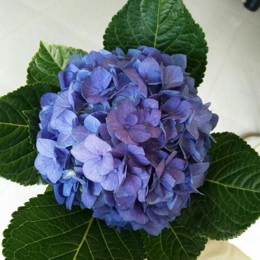 复古迷你绣球混装一件，一件10枝，花头12-13公分，枝条40公分！混装颜色随机 商品图6