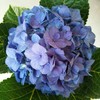 复古迷你绣球混装一件，一件10枝，花头12-13公分，枝条40公分！混装颜色随机 商品缩略图7