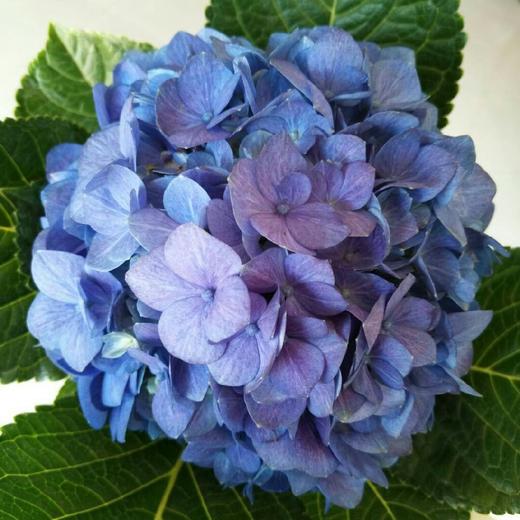 复古迷你绣球混装一件，一件10枝，花头12-13公分，枝条40公分！混装颜色随机 商品图7