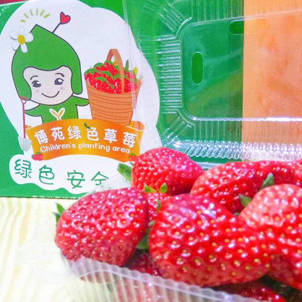 博苑农场种植鲜草莓