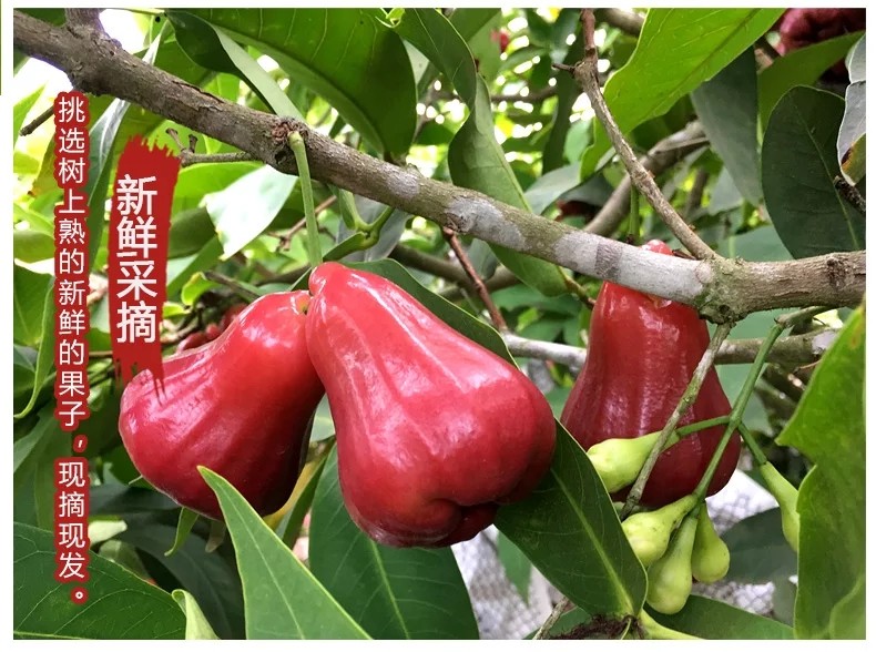 海南黑金刚莲雾