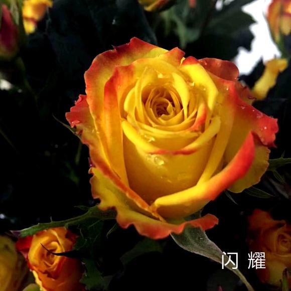 闪耀 玫瑰 橙边