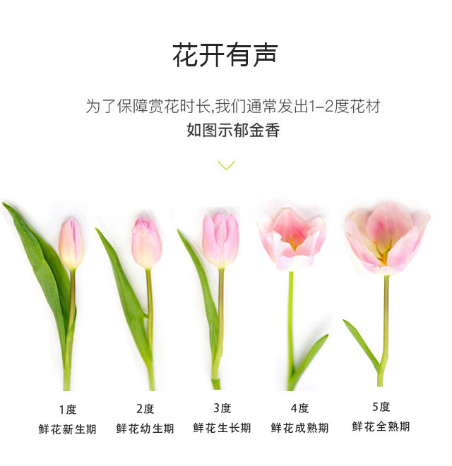 鲜花养护