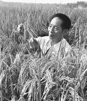 袁隆平跳井找秧苗