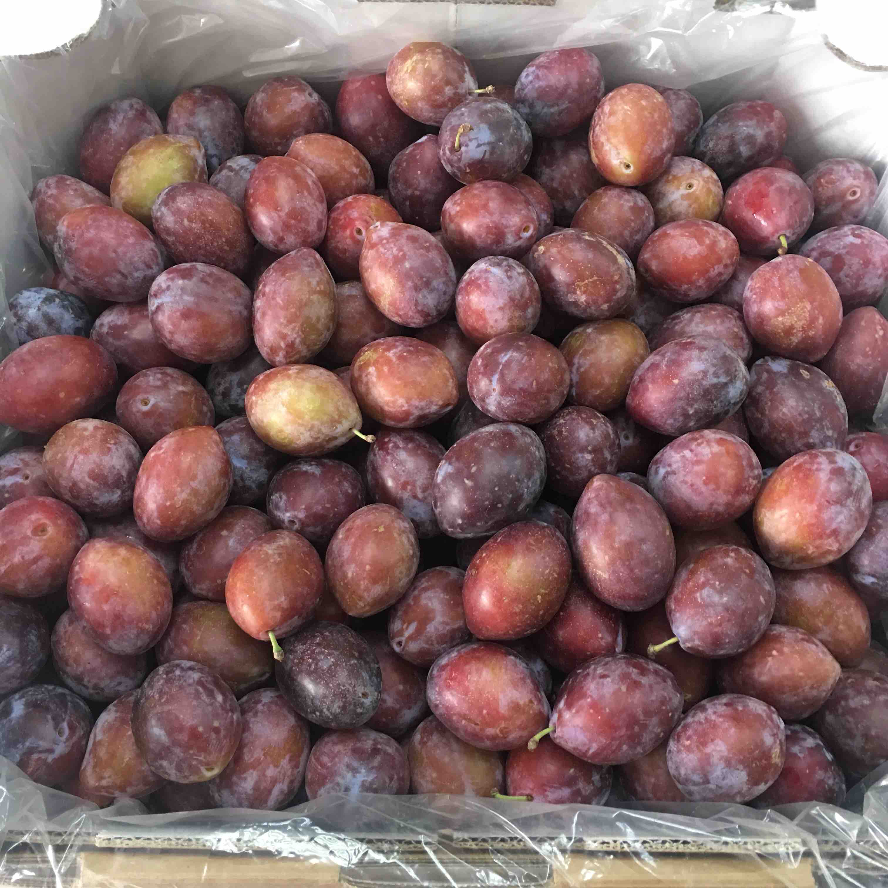 澳大利亚空运西梅——软糯甜蜜,爽口爆汁,ps:西梅吃软不吃硬,收到后挑
