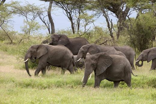 津赞博肯坦五国经典定制 商品图0
