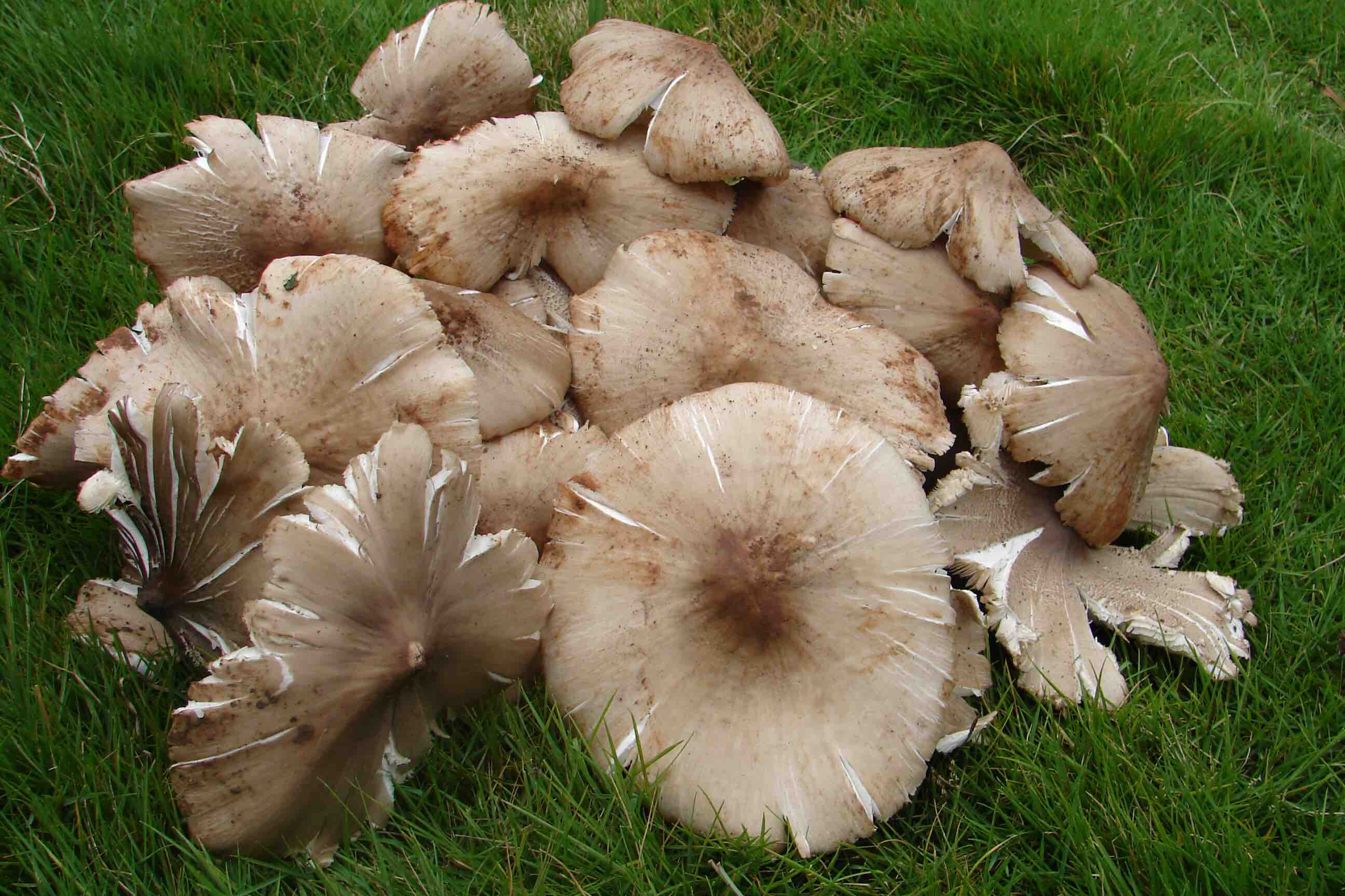 茶马古道野生菌油鸡枞净含量330克瓶装