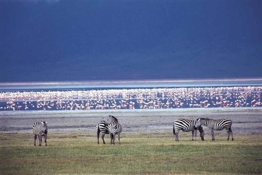 Tanzania ｜坦桑尼亚云中孤旅2 8月1日成本 商品图0