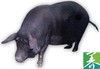 农家散养黑猪肉来了，速来尝鲜！按块出售，分块定价（预售，定金99元.市区二环内包邮，其他地区按实际邮费另外收取。押金不退。收货时补齐尾款） 商品缩略图4