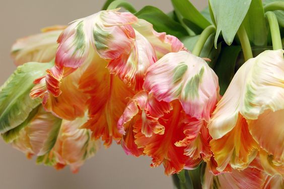 1. 鹦鹉郁金香 ·parrot tulips