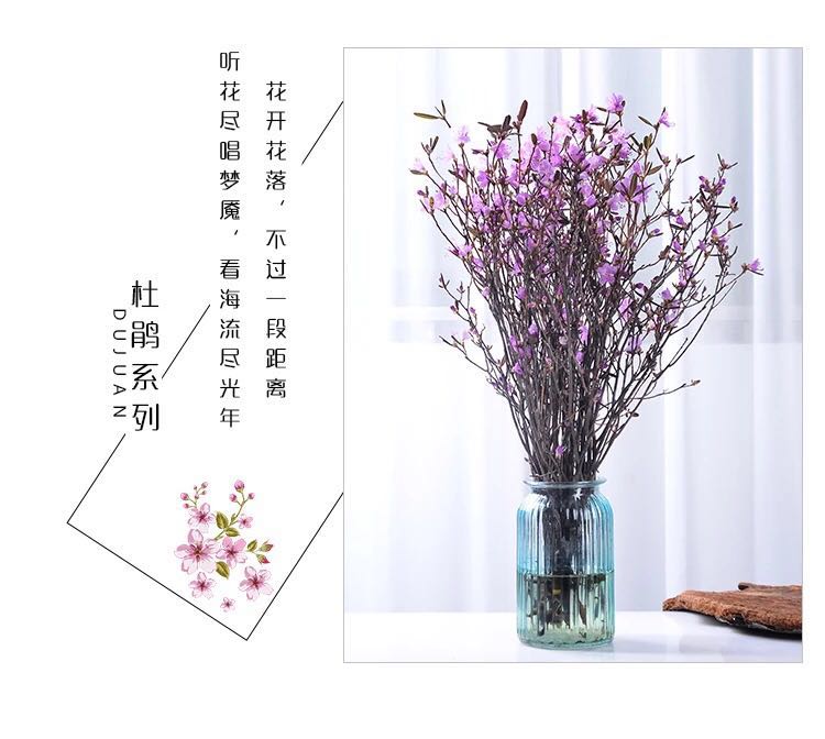 干枝兴安杜鹃花多种规格