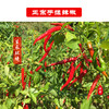 【西部娃·手搓辣椒】120g/袋 一袋装/两袋装   味道正宗    辣味十足 商品缩略图3