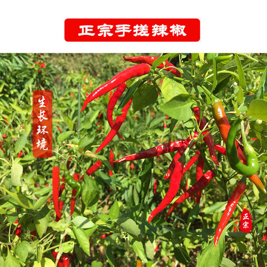 【西部娃·手搓辣椒】120g/袋 一袋装/两袋装   味道正宗    辣味十足 商品图3