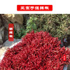 【西部娃·手搓辣椒】120g/袋 一袋装/两袋装   味道正宗    辣味十足 商品缩略图4