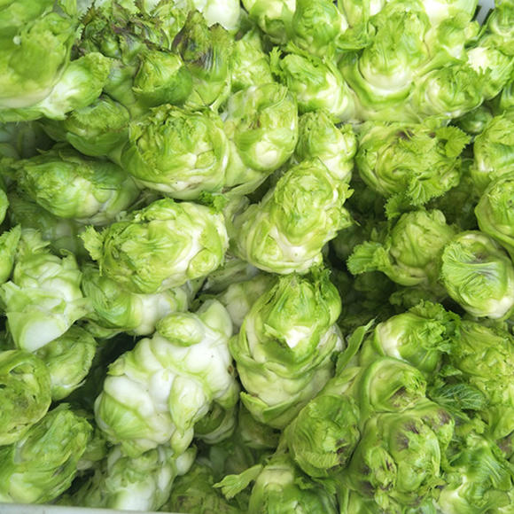 菜 儿菜