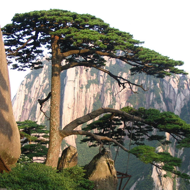 两山联游--登黄山观日出,迎客松,莲花佛国九华山,徽州