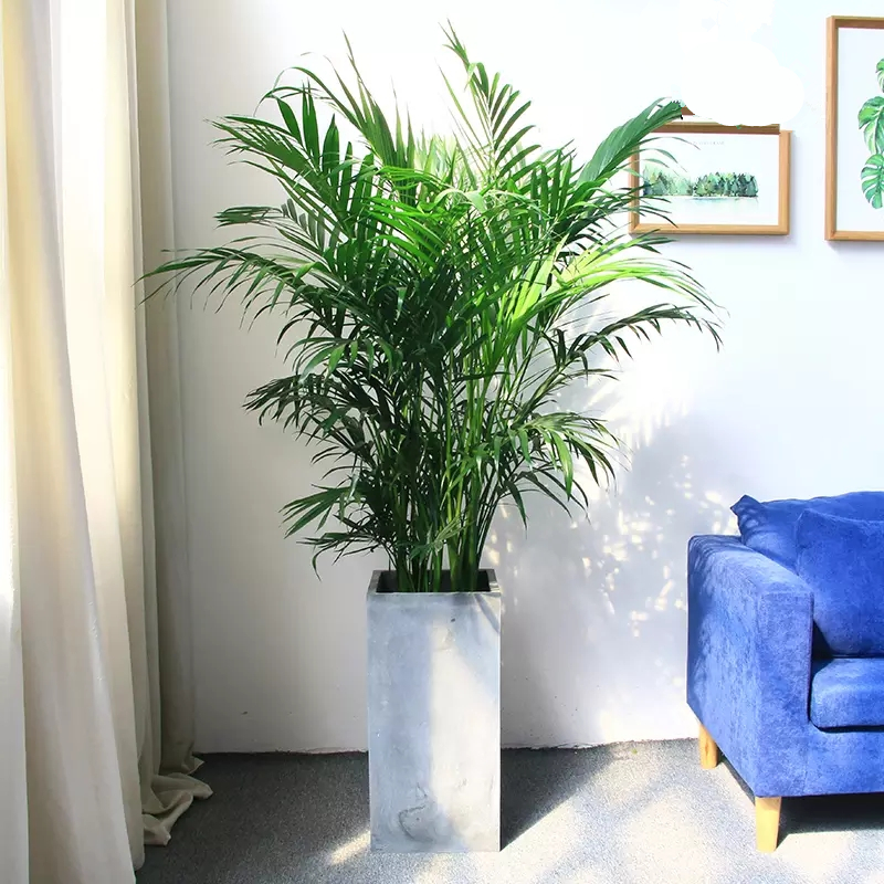 富贵椰子盆栽办公室客厅大型绿植凤尾竹植物花卉室除