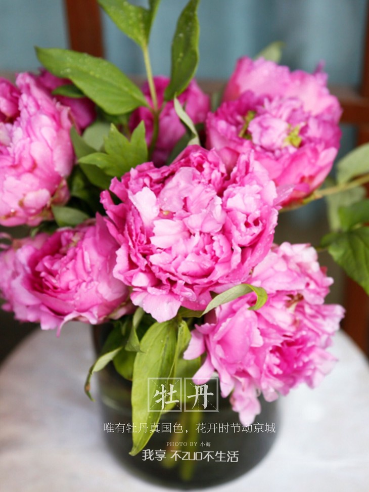 【我享花生活 ▏牡丹】春节特惠切花预售