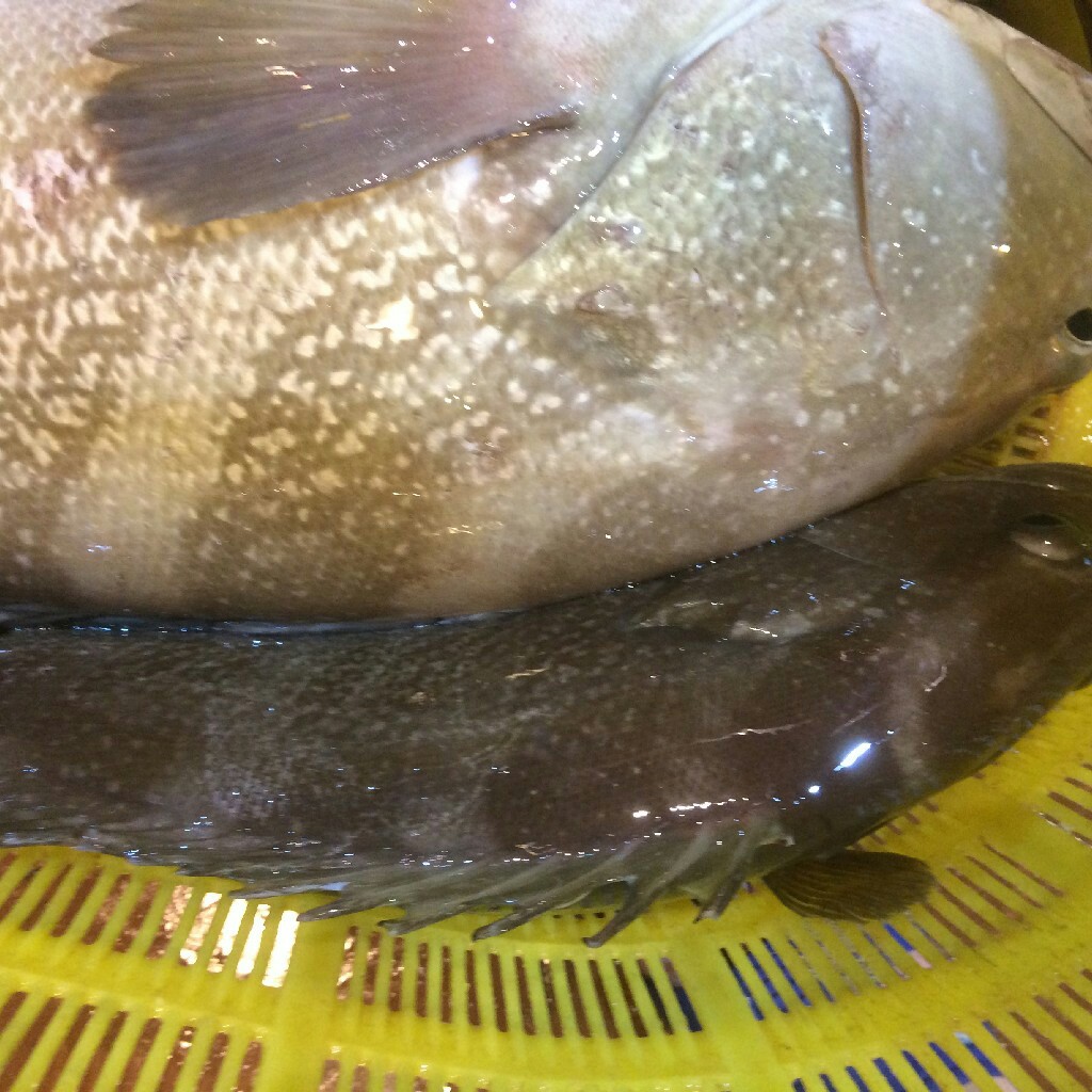 大油斑(约5斤以上/条)