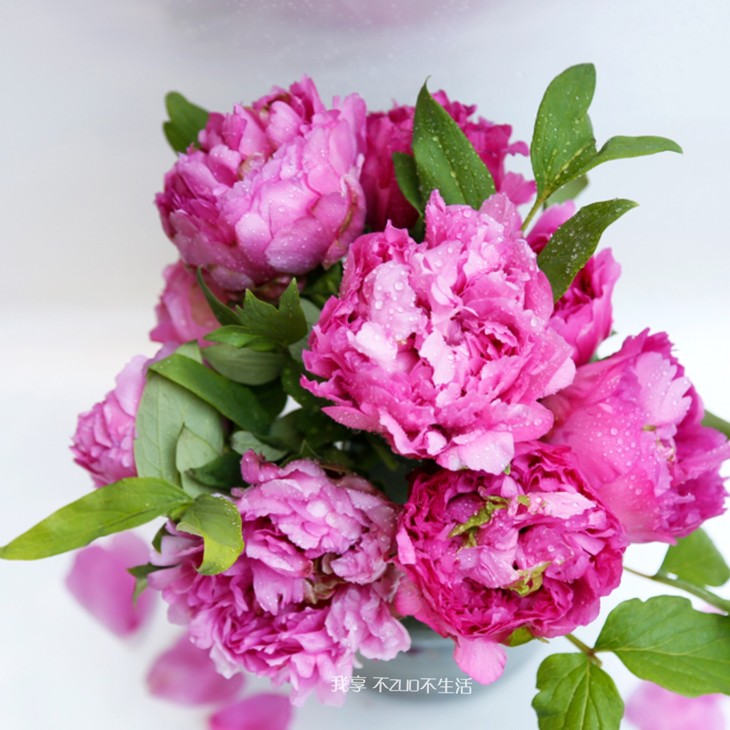 【我享花生活 ▏牡丹】春节特惠切花预售