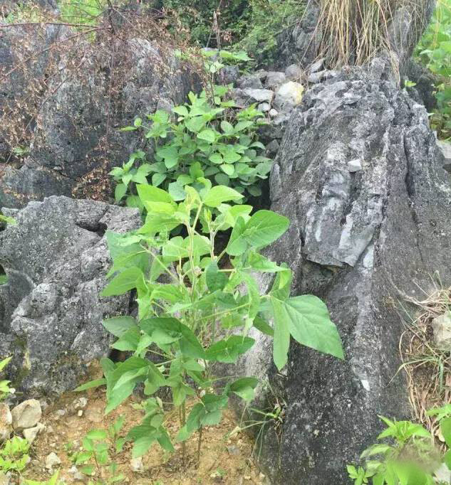 只长杆叶不结豆.