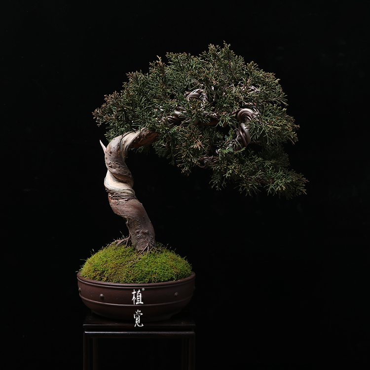 植觉 孤品 系鱼川真柏 中盆景