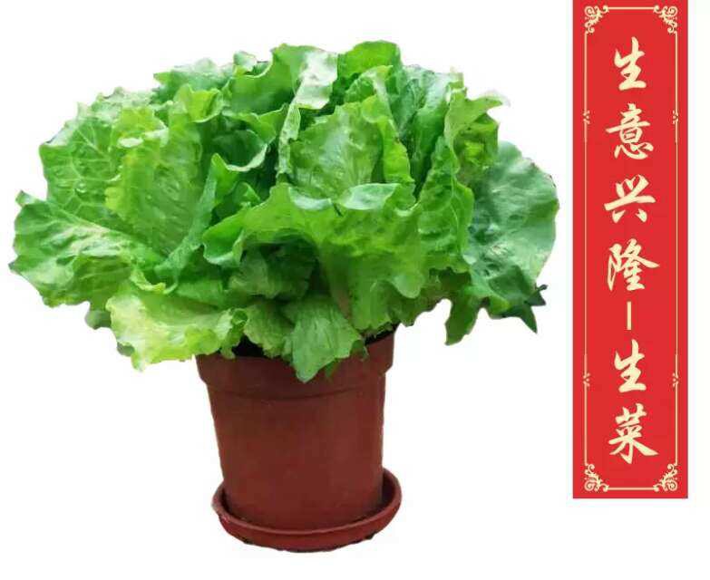 广州金河—意头菜
