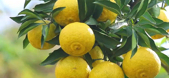 这款名为黄金贡柚的水果