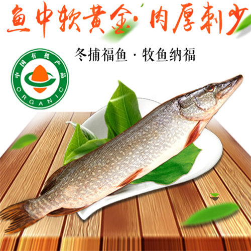 【有机认证】冬捕节 福海冰川龙斑鱼 乌伦古湖福鱼 2.5kg(2-3条装)