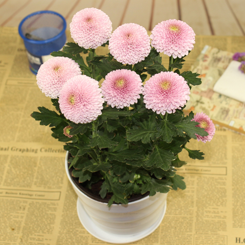 盆栽小菊花