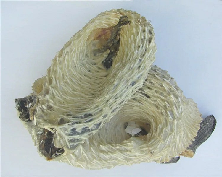 野生刺龟皮 刺豚皮 干货 胶质满 4-5个/斤