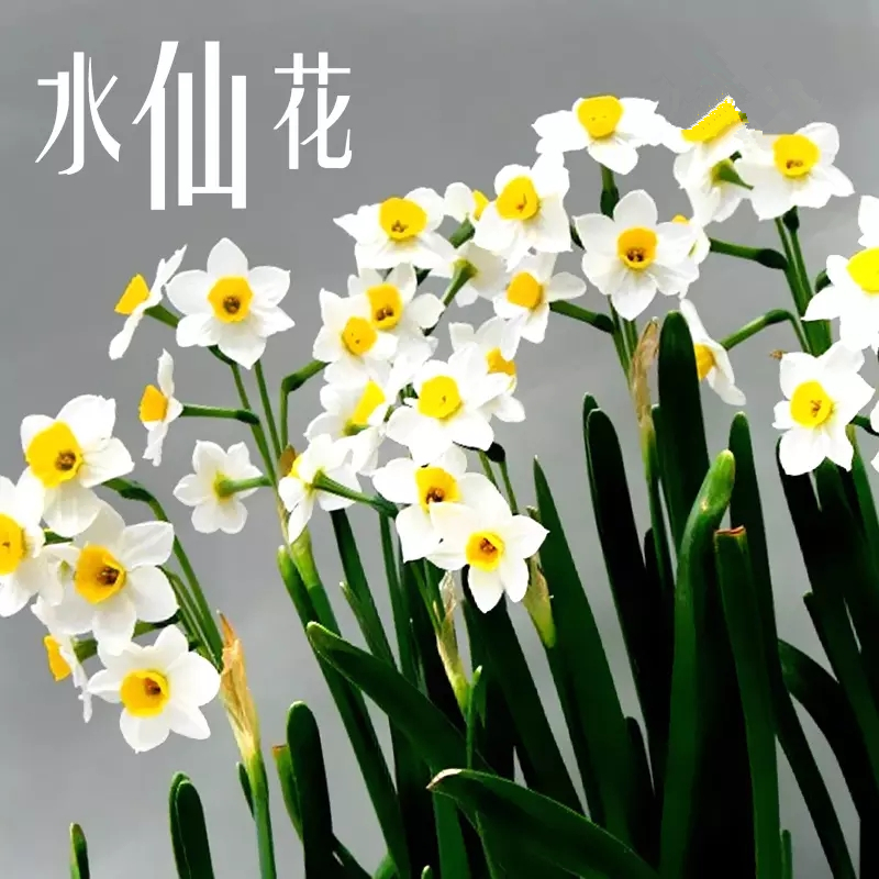 水仙花球根花卉冬季开花年宵花水培植物客厅盆栽花卉