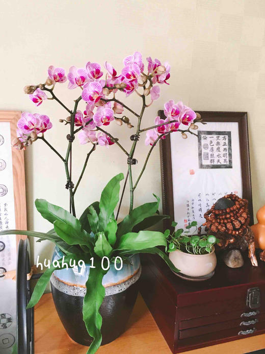 好礼相送丨2株、3株、4株迷你蝴蝶兰  多款入 商品图8